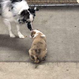 Border Collie Puppies from Burke BC’s