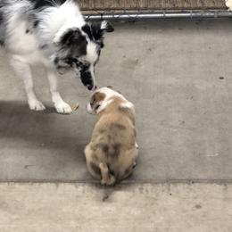 Border Collie Puppies from Burke BC’s