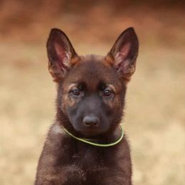 Lime Collar - German Shepherd puppy from Faoladh German Shepherds