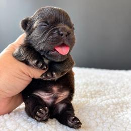 Moose-Big Name, Bigger Heart - Tricolors male French Bulldog puppy in Porter, Texas from Whatabulldog