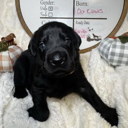Bones - Black male Labrador Retriever puppy in Troy, South Carolina from Wicked Flyer Retrievers