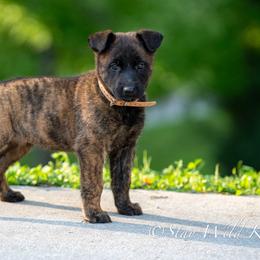 O Female 2 - Brown Collar - Black brindle female Dutch Shepherd puppy in Alum Creek, West Virginia from Stay Wild K9