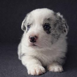 Rocker - Blue merle and white male Cardigan Welsh Corgi puppy in Kerens, West Virginia from Leather & Lace