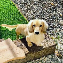 Dachshund Puppies from Dachshund Family Love Breeders