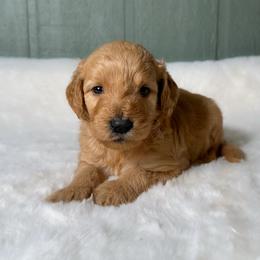 Eugene - Apricot male Goldendoodle puppy in Osage City, Kansas from Golden Ridge Goldens