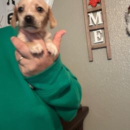 Cider - Cream female Dachshund puppy in Caddo, Oklahoma from Caddo Hills Puppies
