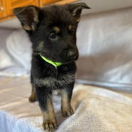 Esme - Light Green Collar - Black and tan female German Shepherd puppy in Greenwood, Arkansas from West Haus Shepherds