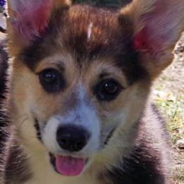 Cardigan Welsh Corgis and Pembroke Welsh Corgis from AroHawk Corgis