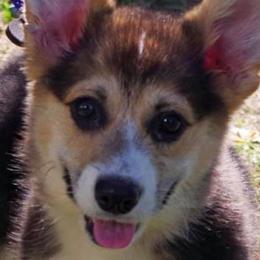 Cardigan Welsh Corgis and Pembroke Welsh Corgis from AroHawk Corgis