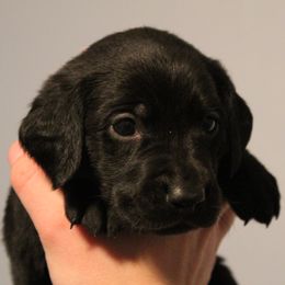 Golden Retriever and Labrador Retriever Puppies from Trenlock Kennels