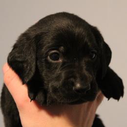 Golden Retriever and Labrador Retriever Puppies from Trenlock Kennels