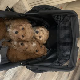 Cavapoos and Poodles from P&D Palace