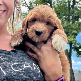 Sierra - Parti Goldendoodle puppy in Toledo, Ohio from Doodle Devotion