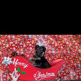 German Shepherd Puppies from Flussufer German Shepherds