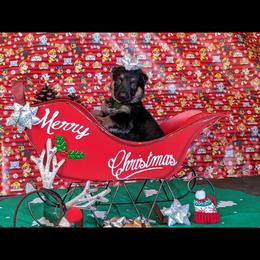 German Shepherd Puppies from Flussufer German Shepherds