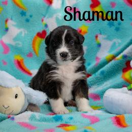 Shaman - Black tri-color female Australian Shepherd puppy in Benton City, Washington from Eventide Australian Shepherds