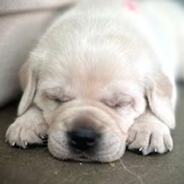 Labrador Retriever puppies from Varian Kennels