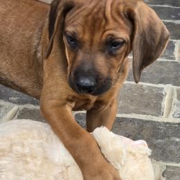 Angus  Black Orange Collar - Rd whtn blk nose male Rhodesian Ridgeback puppy in Gaffney, South Carolina from Circle D Farms