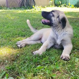 Anatolian Shepherd Dog Puppies from Mythos Anatolian Shepherds
