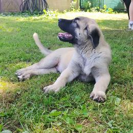 Anatolian Shepherd Dog Puppies from Mythos Anatolian Shepherds