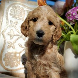Charlotte, goldendoodle F1b - Apricot female Goldendoodle puppy in Dickson, Tennessee from Rowan's Rascals