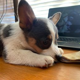 American Corgi and Pembroke Welsh Corgi Puppies from Sunray Ranch