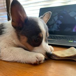 American Corgi and Pembroke Welsh Corgi Puppies from Sunray Ranch