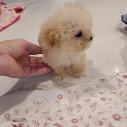 Poodle Puppies from Caboodles Of Poodles