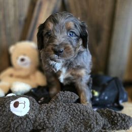 Cosmo male 4 - Blue merle male Aussiedoodle puppy in Redding, California from House Merrills Minis and Doodles