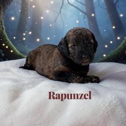 Rapunzel - Sable female Poodle puppy in Ellenburg Center, New York from Kristin's Puppies