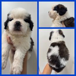 Blue - Mahogany and white male Saint Bernard puppy in Ladysmith, Wisconsin from Northwoods Saint Bernards