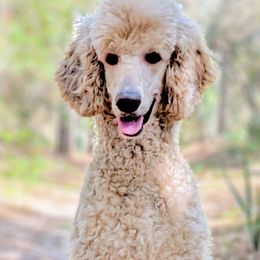 Poodles from S. E. Standard Poodles