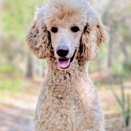 Poodles from S. E. Standard Poodles