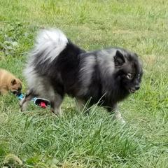 Mittens  - Keeshond