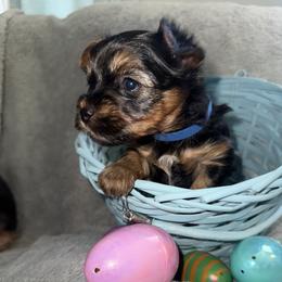 Yorkshire Terrier Puppies from Sundays Yorkies