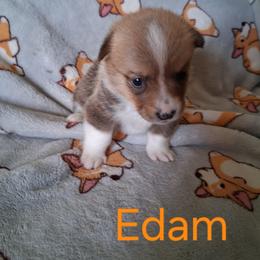 Edam - Red female Pembroke Welsh Corgi puppy in Kingman, Kansas from Tiny Titans K9