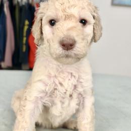 Mr Blue collar - White male Poodle puppy in Screven, Georgia from Dreamland Standard Poodles