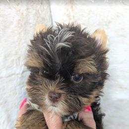 Elvis - Chocolate, tan and white male Yorkshire Terrier puppy in Gaylesville, Alabama from Sweet Alabama Yorkies