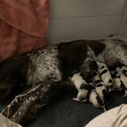 Kleine Munsterlander Puppies from Haus im Wald
