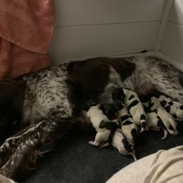 Kleine Munsterlander Puppies from Haus im Wald