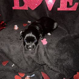 Maltese Puppies from Sweetface Maltese