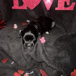 Maltese Puppies from Sweetface Maltese