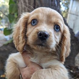 Cavalier King Charles Spaniels from Dartmoor Kennels