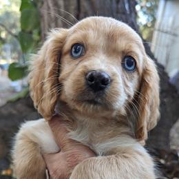 Cavalier King Charles Spaniels from Dartmoor Kennels