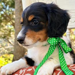 Angus 2800 - Piebald male Dachshund puppy in Hendersonville, North Carolina from Snarky Doxy Miniature Dachshunds