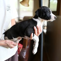 Orca - White and black male Whippet puppy in Gentry, Arkansas from Mardel Robeson of Mulberry Hollow Whippets