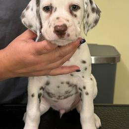 Jenga - White and liver brown female Dalmatian puppy in New Jersey from Prestige Dalmatians
