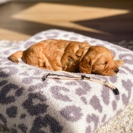 Goldendoodle Puppies from Bundy Farm