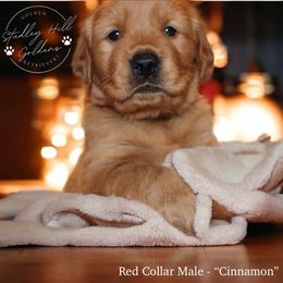 Golden Retriever Puppies from Studley Hill Goldens, LLC.