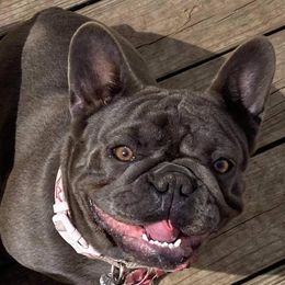 Dream  - French Bulldog